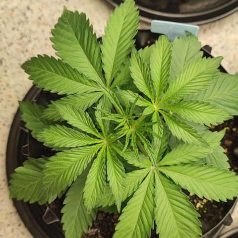 Birthday punch growlog timeline photo