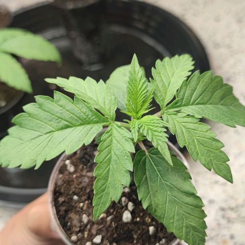 Apple candy growlog timeline photo