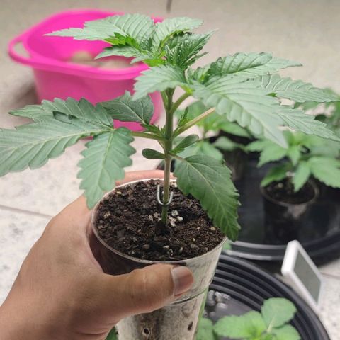 Frosty kong growlog timeline photo