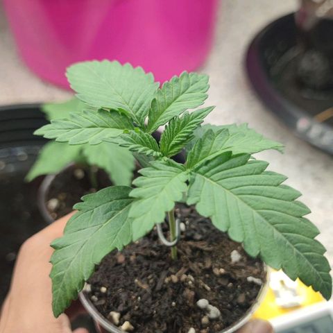 Frosty kong growlog timeline photo