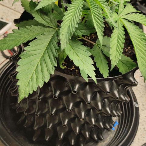 Apple candy growlog timeline photo