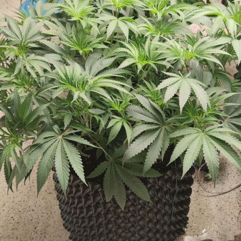 Gelato #33 growlog timeline photo