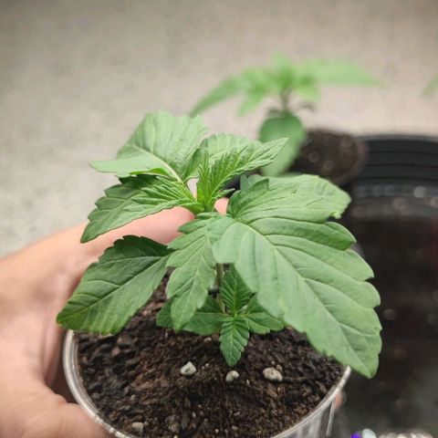 Birthday punch growlog timeline photo