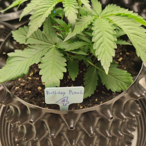 Birthday punch growlog timeline photo