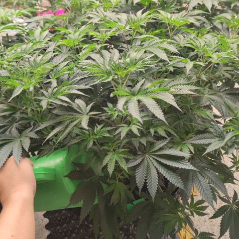 Frosty kong growlog timeline photo