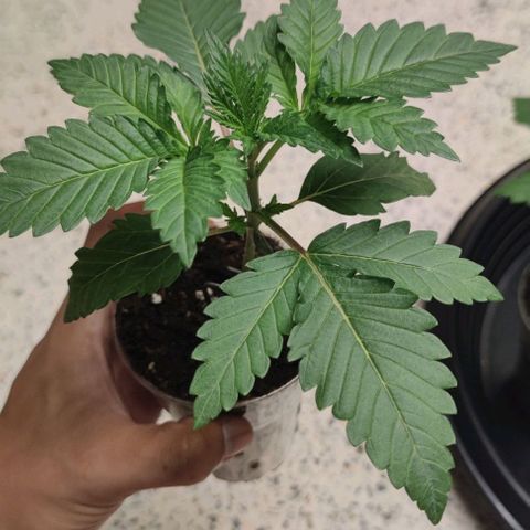 Frosty kong growlog timeline photo
