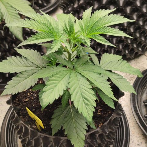 Capn-kush  growlog timeline photo