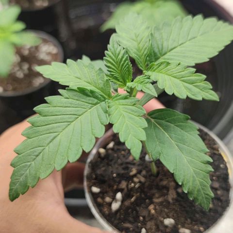 Frosty kong growlog timeline photo