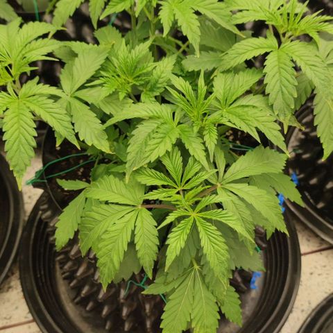 Birthday punch growlog timeline photo