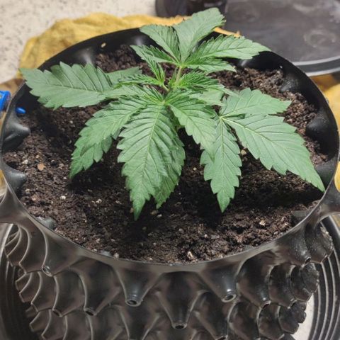 Apple candy growlog timeline photo