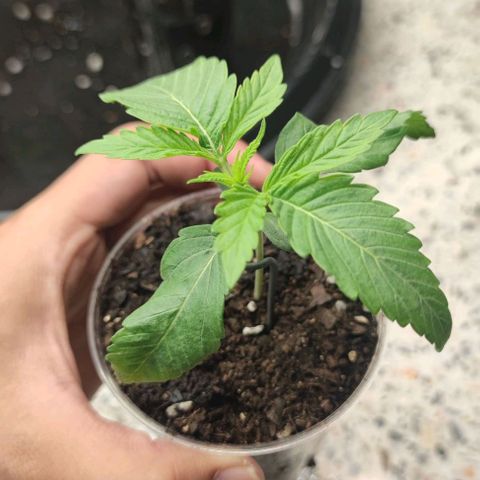 Gelato #33 growlog timeline photo