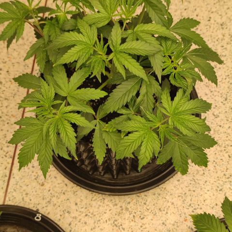 Capn-kush  growlog timeline photo