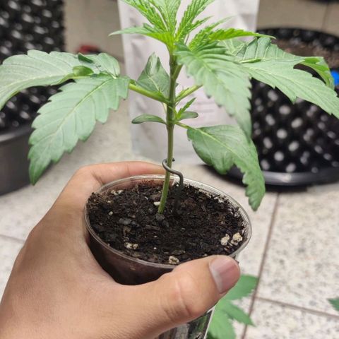 Gelato #33 growlog timeline photo