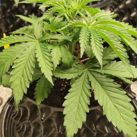 Apple candy growlog timeline photo