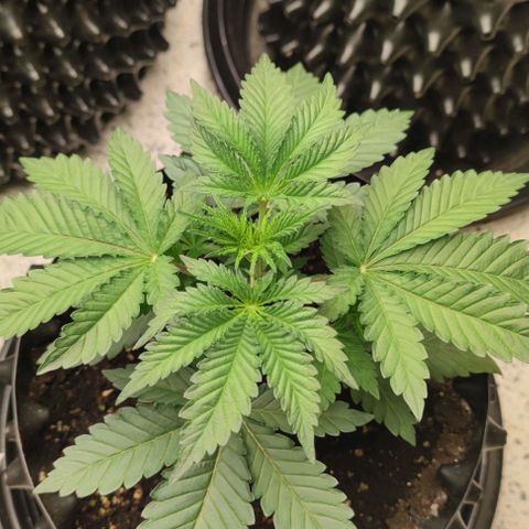 Frosty kong growlog timeline photo
