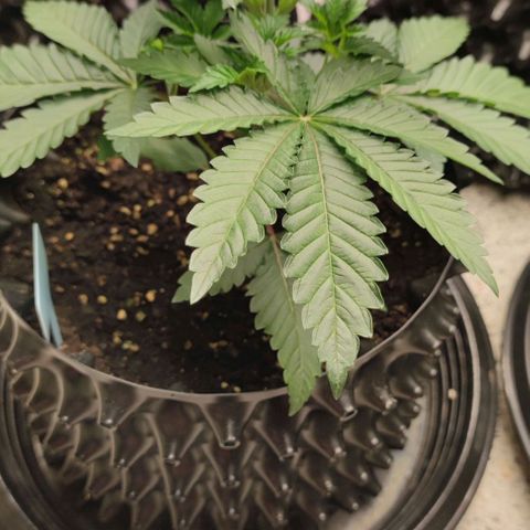 Frosty kong growlog timeline photo