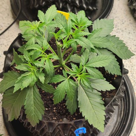 Capn-kush  growlog photo: Top