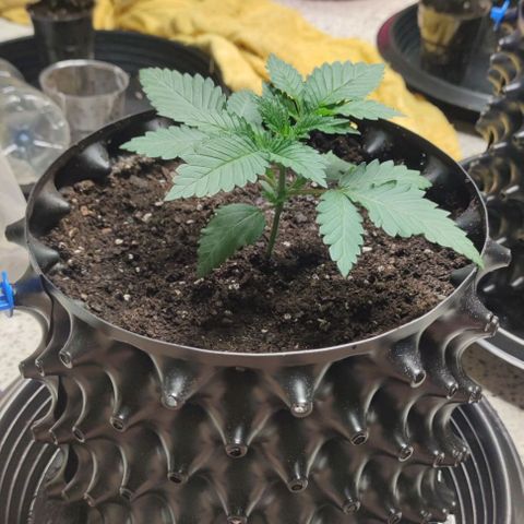 Frosty kong growlog timeline photo