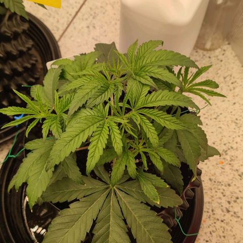 Gelato #33 growlog timeline photo