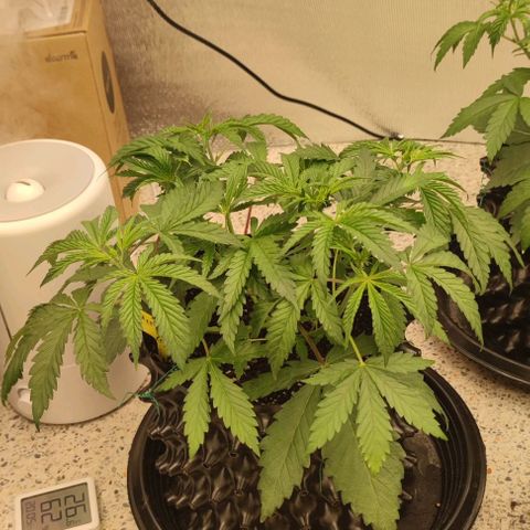 Apple candy growlog timeline photo