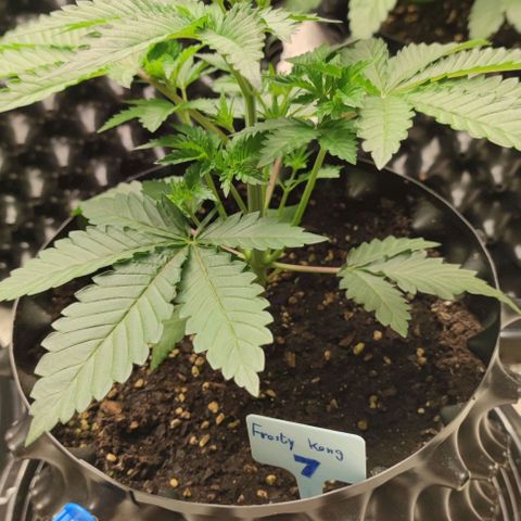 Frosty kong growlog timeline photo