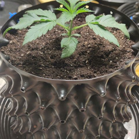 Gelato #33 growlog timeline photo
