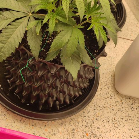 Gelato #33 growlog timeline photo