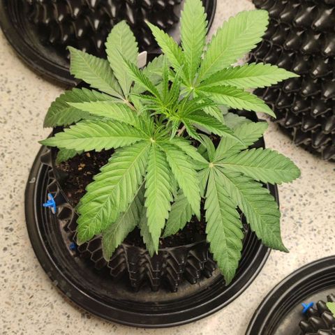 Gelato #33 growlog timeline photo