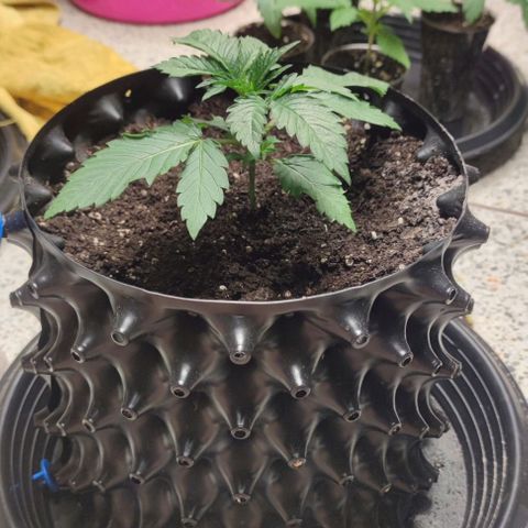 Capn-kush  growlog timeline photo