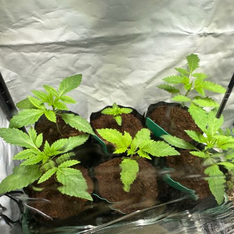 Ice Cold #1 growlog timeline photo