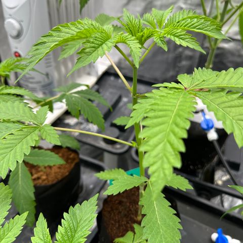 Ice Cold #1 growlog timeline photo