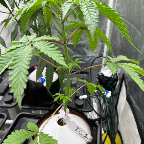 Ice Cold #1 growlog timeline photo