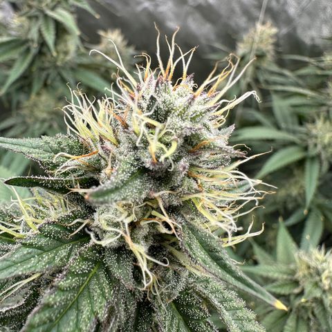 Eucharist #2 growlog timeline photo