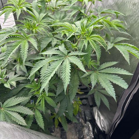 Ice Cold #1 growlog timeline photo