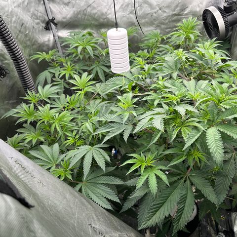 Ice Cold #1 growlog timeline photo
