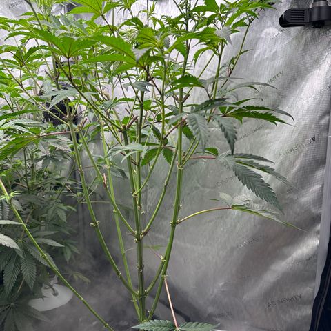 Ice Cold #1 growlog timeline photo