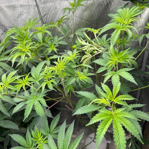 Ice Cold #1 growlog timeline photo