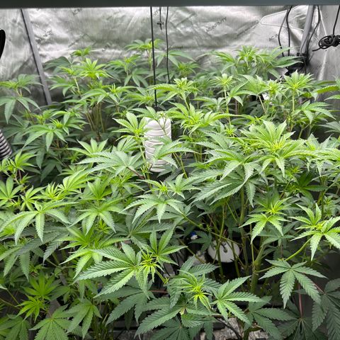 Ice Cold #1 growlog timeline photo