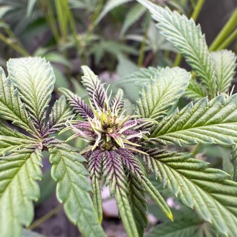 Ice Cold #1 growlog timeline photo