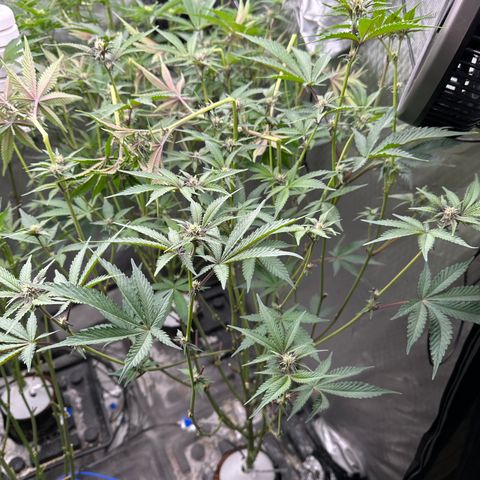 Ice Cold #1 growlog timeline photo