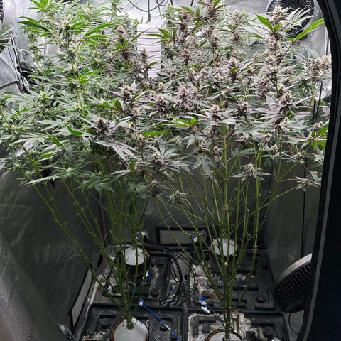 Ice Cold #1 growlog timeline photo