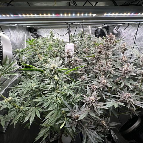 Ice Cold #1 growlog timeline photo