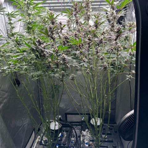 Ice Cold #1 growlog timeline photo