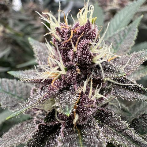 Ice Cold #1 growlog timeline photo