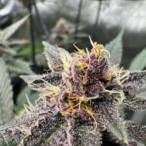 Ice Cold #1 growlog timeline photo
