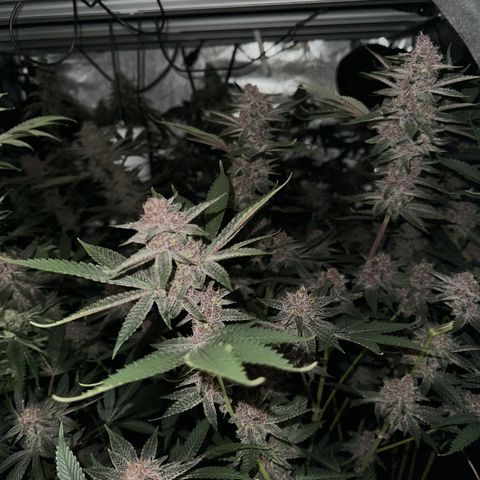 Ice Cold #1 growlog timeline photo