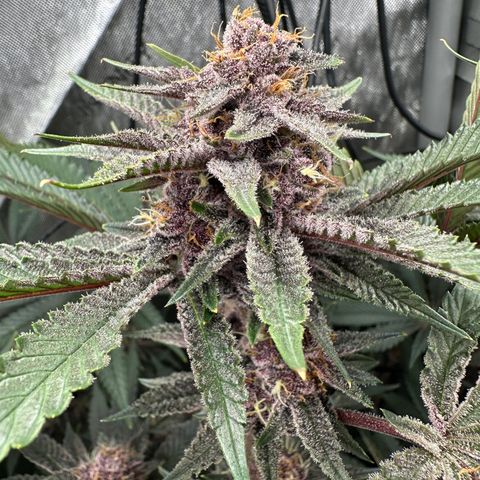 Ice Cold #1 growlog timeline photo