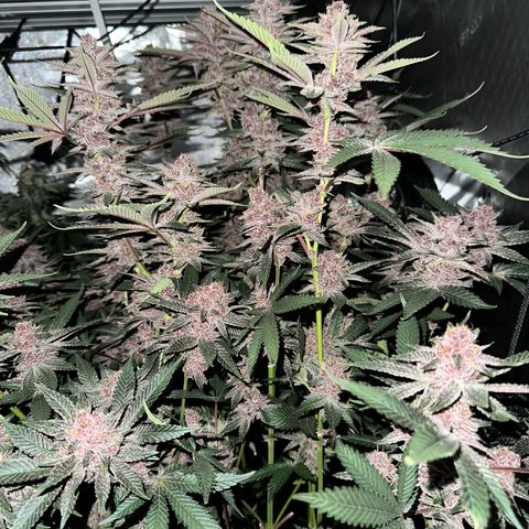 Ice Cold #1 growlog timeline photo