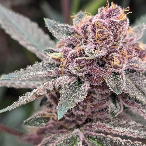 Ice Cold #1 growlog timeline photo