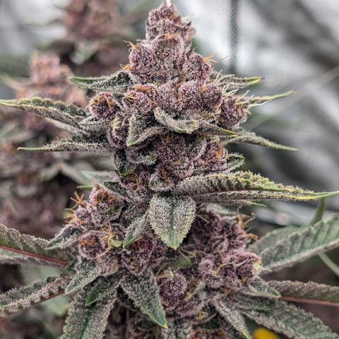 Ice Cold #1 growlog timeline photo